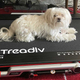 Image for article titled The Treadly 2 Just Wants You To Do Your Best, Because Your Best Is Good Enough
